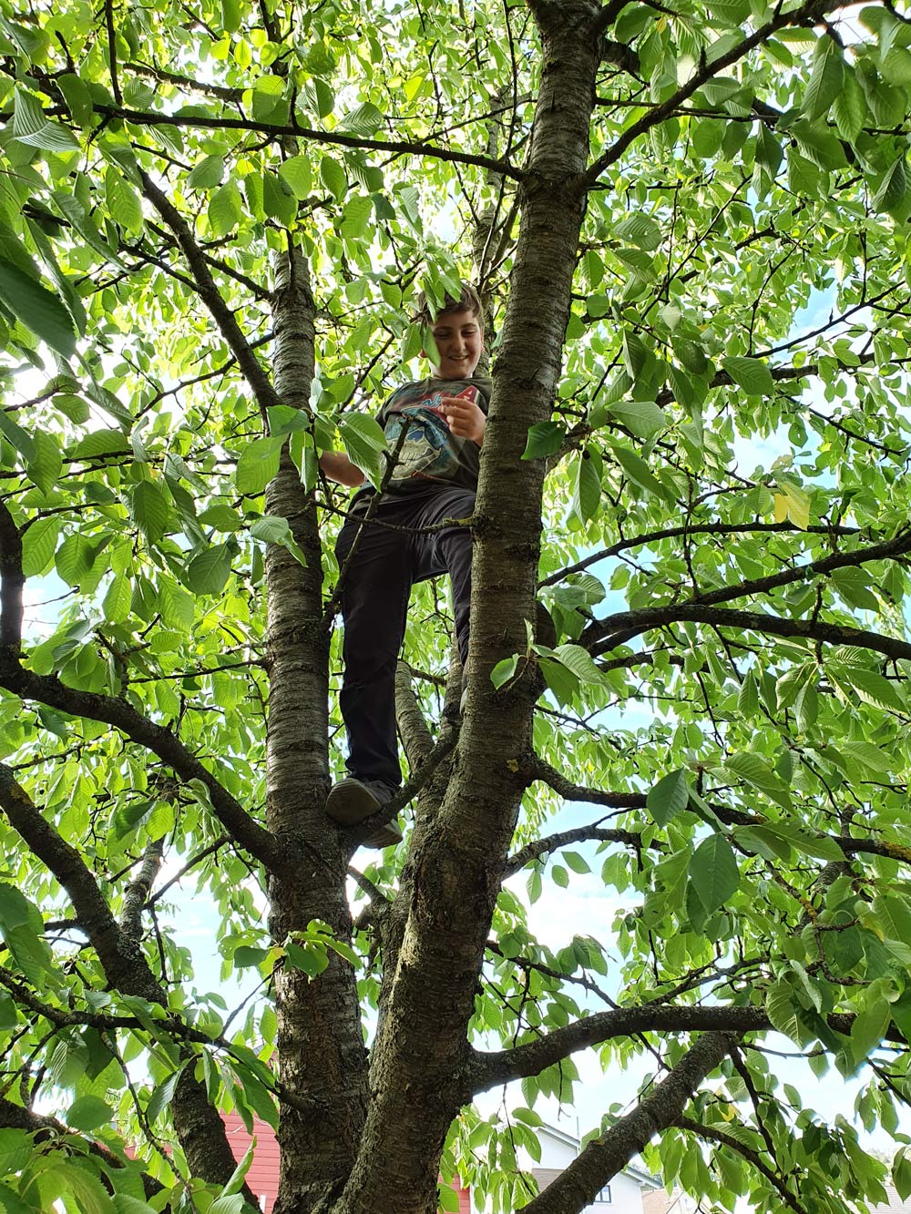baum
